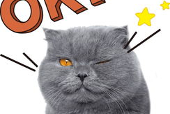 娱乐吃瓜君与猫,揭秘娱乐圈的萌宠生活