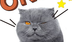 娱乐吃瓜君与猫,揭秘娱乐圈的萌宠生活