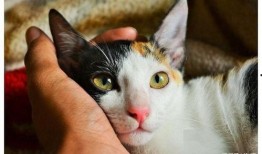 娱乐吃瓜酱猫妈妈视频大全