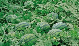 娱乐吃瓜竖屏图片大全,竖屏图片大全，带你一窥明星幕后生活