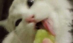 娱乐吃瓜猫捉鸟是真的吗,娱乐吃瓜猫捉鸟事件，真相究竟如何？