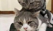 娱乐吃瓜猫捉鸟是真的吗,娱乐吃瓜猫捉鸟事件，真相究竟如何？