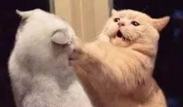 娱乐吃瓜君与猫,揭秘娱乐圈的萌宠生活