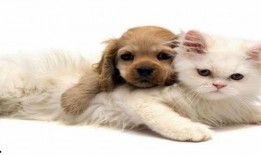 娱乐吃瓜君猫猫狗狗,猫猫狗狗的趣味生活大揭秘