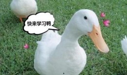 娱乐吃瓜鸭鸭鸭视频,鸭鸭鸭鸭视频带你领略娱乐圈新鲜事