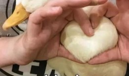 娱乐吃瓜鸭鸭鸭视频,鸭鸭鸭鸭视频带你领略娱乐圈新鲜事