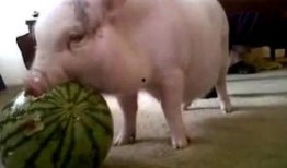 西瓜视频吃瓜猪娱乐,西瓜视频热门搞笑内容盘点