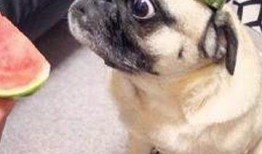 娱乐是个圈吃瓜群众散,吃瓜群众散生记