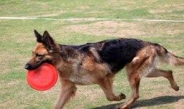 娱乐吃瓜酱德牧