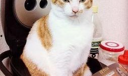 娱乐猫吃瓜记,揭秘娱乐圈幕后风云