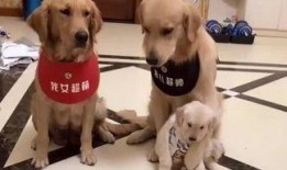 娱乐吃瓜酱送小狗,暖心情怀传递爱心瞬间