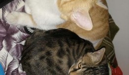 娱乐圈吃瓜猫是谁啊,揭秘神秘“吃瓜猫”的真实身份