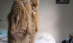 娱乐圈吃瓜猫是谁啊,揭秘神秘“吃瓜猫”的真实身份