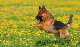 娱乐吃瓜酱德牧