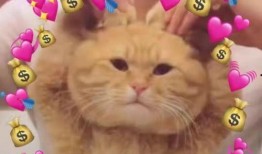 豚豚娱乐吃瓜小八卦,揭秘娱乐圈吃瓜小八卦背后的真相