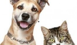 娱乐吃瓜酱小众宠物,娱乐吃瓜酱带你领略独特宠物风采