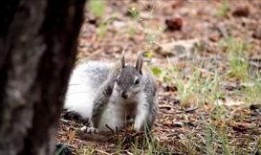 娱乐吃瓜酱小动物视频下载,小动物视频下载攻略，萌宠瞬间尽收眼底