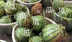 娱乐性的瓜怎么吃,教你如何畅享“吃瓜”乐趣