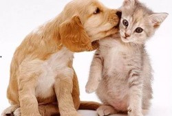 娱乐吃瓜酱小众宠物,娱乐吃瓜酱带你领略独特宠物风采