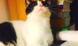 娱乐吃瓜酱猫妈妈视频大全