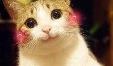 娱乐吃瓜酱布丁是只喵,揭秘网红喵星人的魅力人生