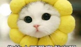 娱乐吃瓜君猫猫子,揭秘娱乐圈那些不为人知的幕后故事