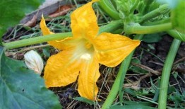 爱娱乐的吃瓜花,揭秘娱乐圈背后的那些事儿