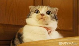 娱乐吃瓜君五条喵,揭秘娱乐圈五大热门事件背后的真相